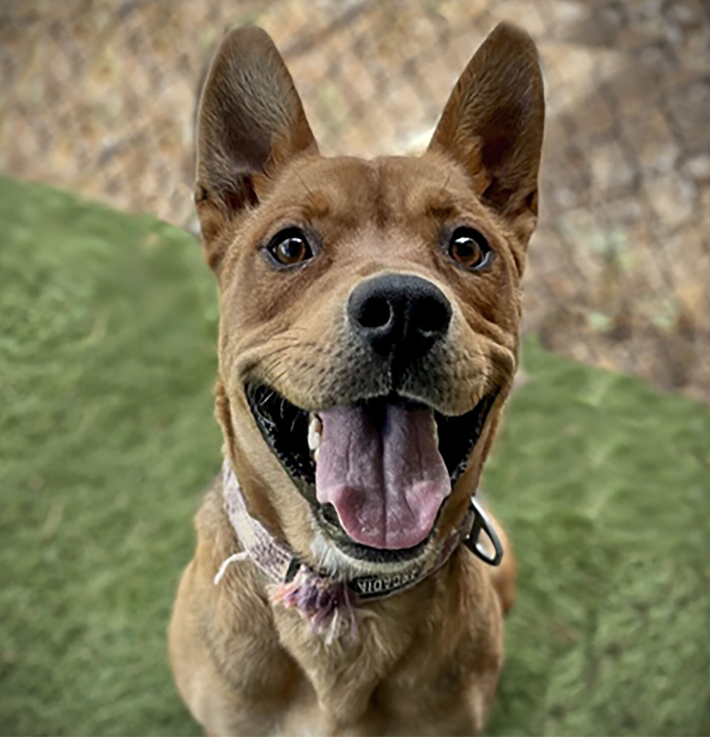 CHA Pet Of The Week: Holly | Pets | Azdailysun.com