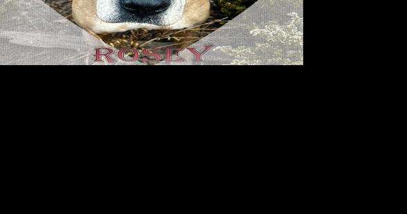 CHA Pet of the Week: Rosey - Vimarsana News