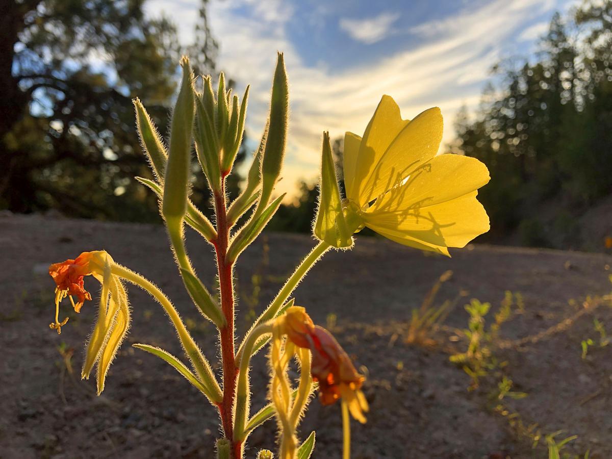 Wildflower Explosion