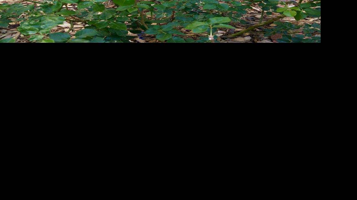 Gardening Etcetera: A rose for each of you