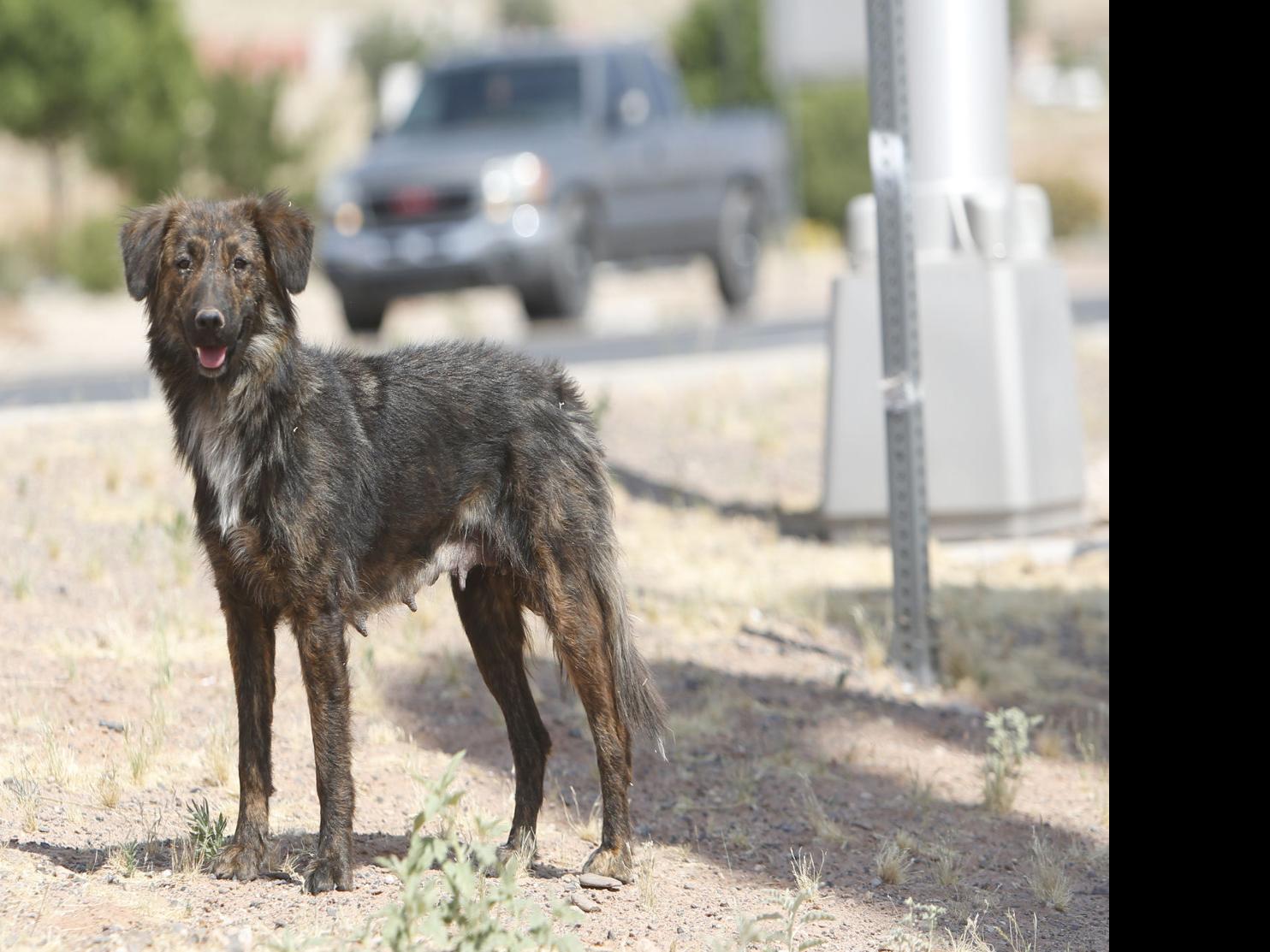 No Easy Answer For Stray Animals On The Rez Local Azdailysun Com stray animals on the rez