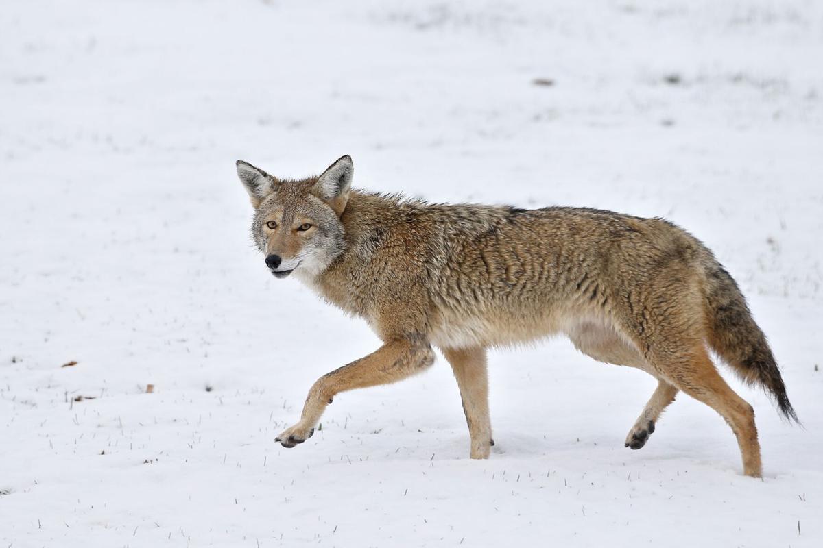 San Francisco's Coyotes are Back, and They are Thriving
