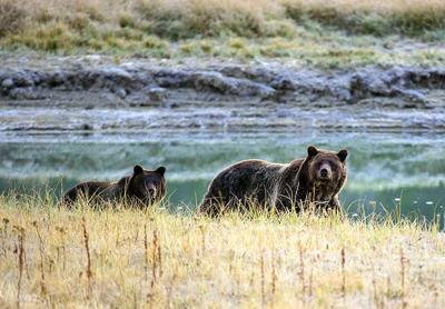 US-NEWS-ENV-CALIF-GRIZZLY-BEARS-GET