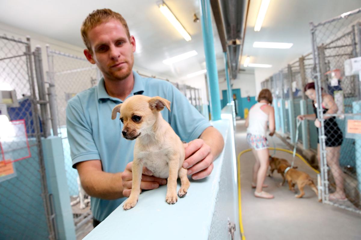 Coconino Humane Association Milestone Euthanasia Nearly Gone Local Azdailysun Com
