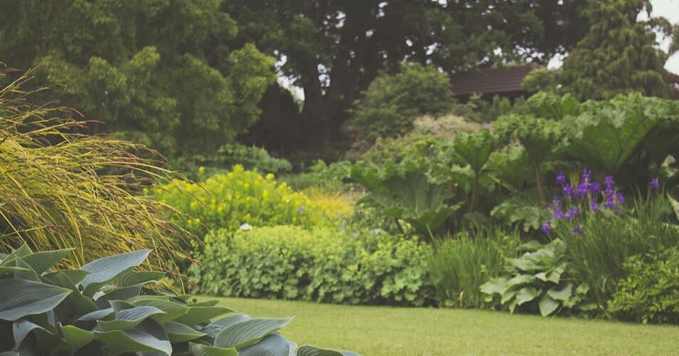 EarthTalk: Guidance on finding best trees to plant for local ecosystem - Vimarsana News