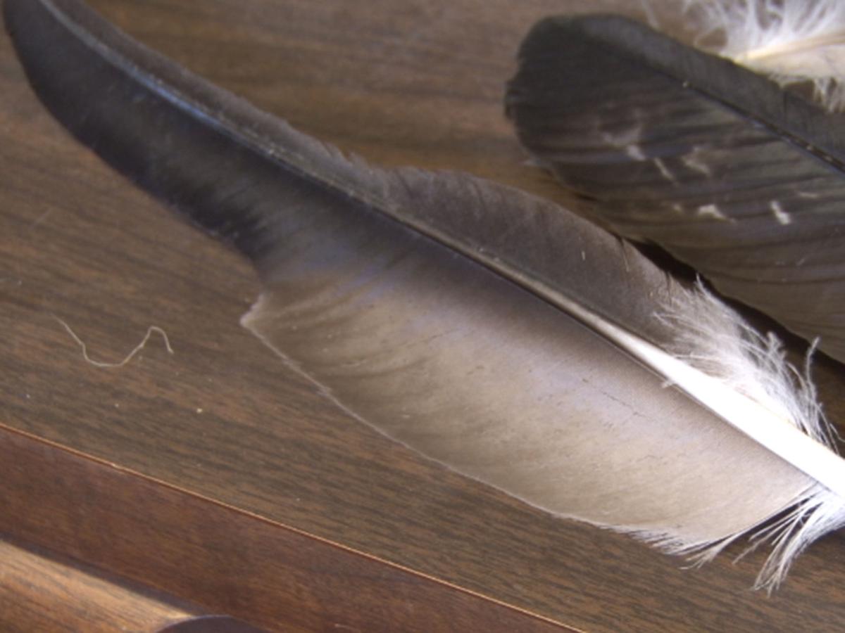 BIZ-eagle feather2