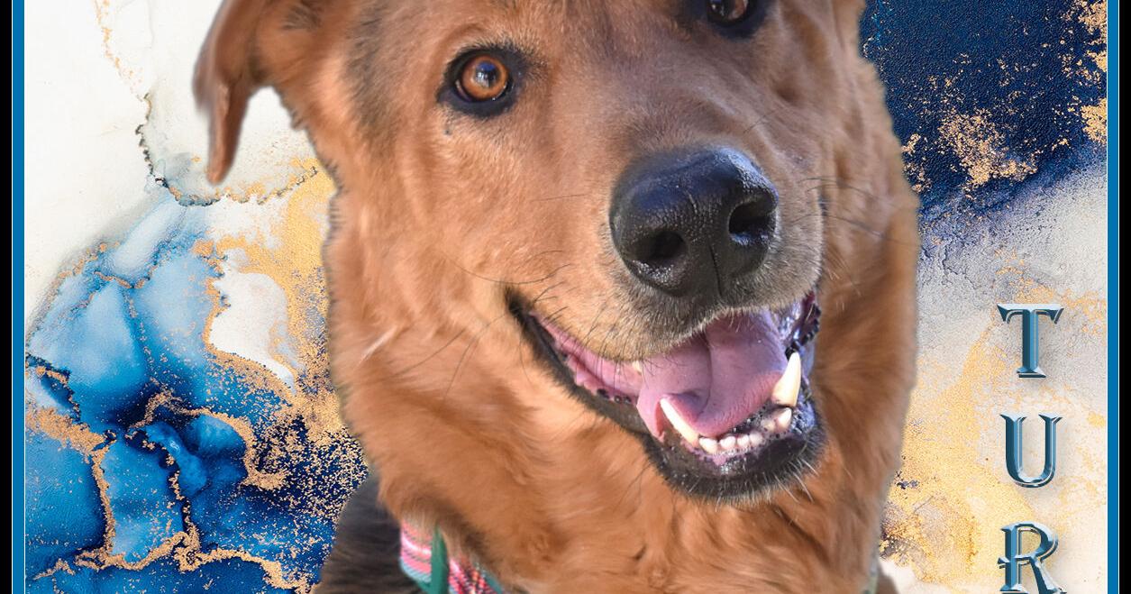 CHA Pet of the Week : Turbo