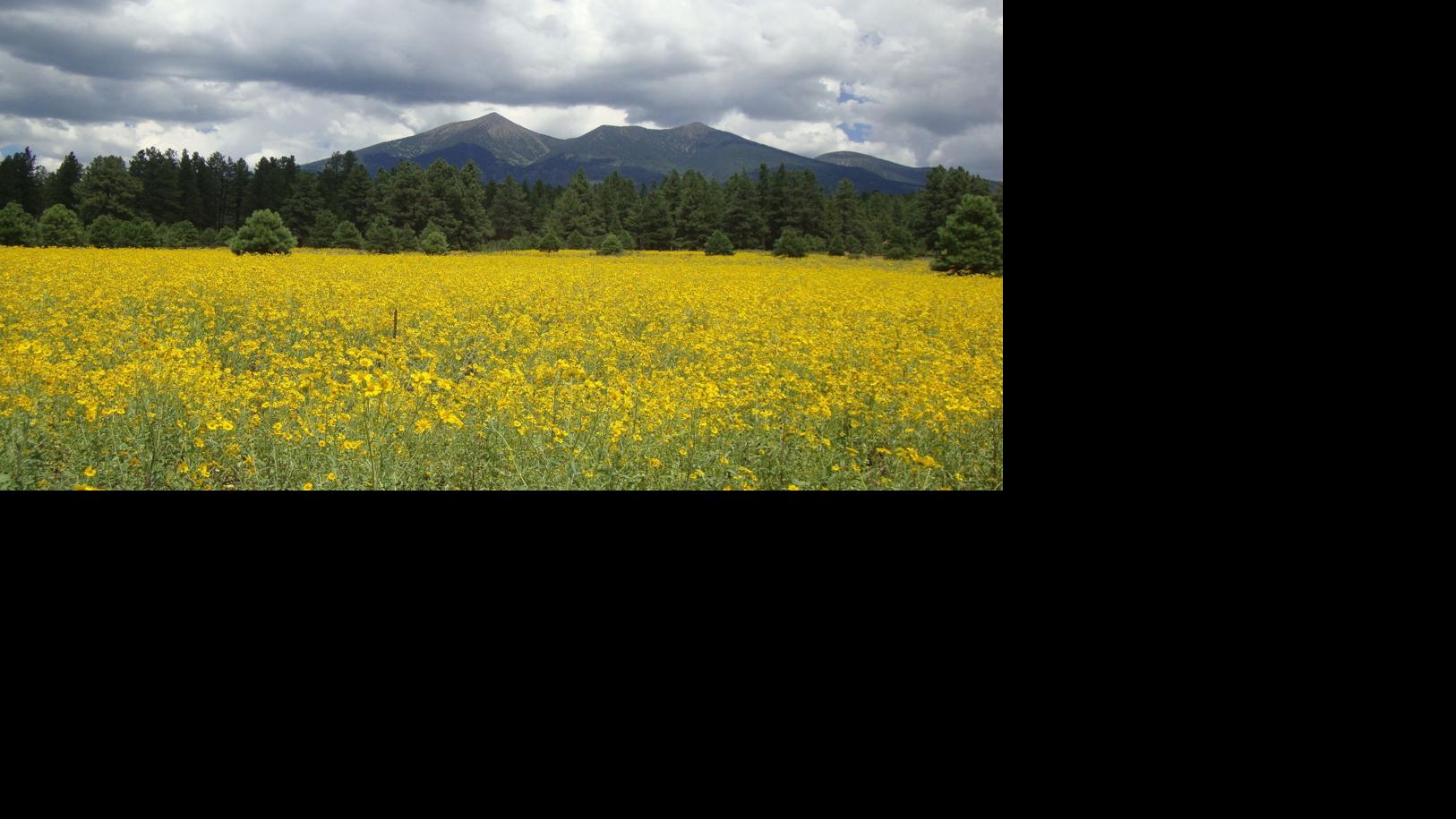 Summer weather, beauty in Flagstaff