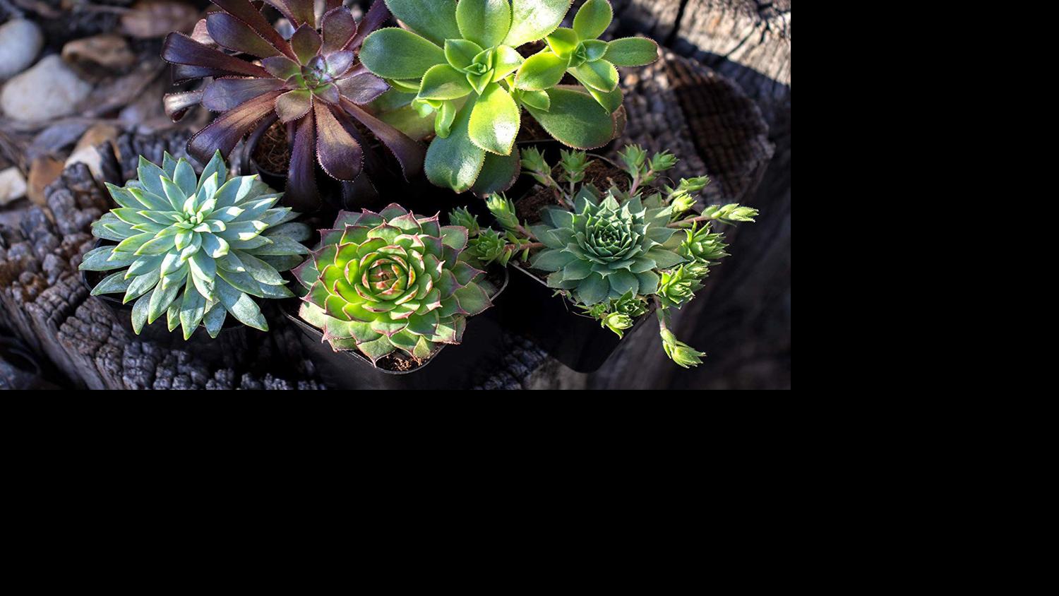 These beautiful succulents are the easiest house plants you'll ever find