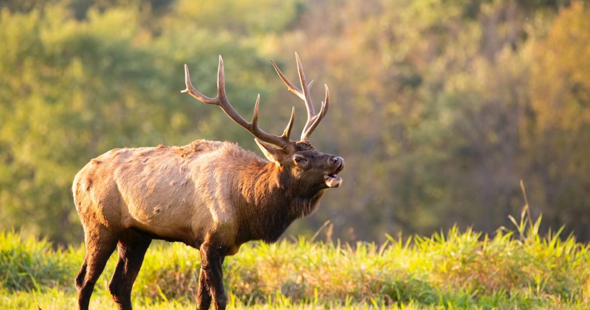 Northern Arizona’s storied relationship with elk Northern Arizona’s storied relationship with elk