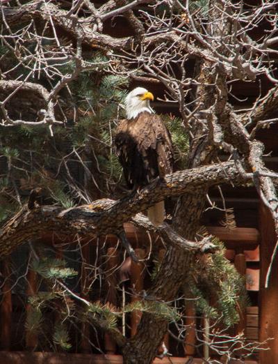 Upper Hassayampa Perched.jpeg