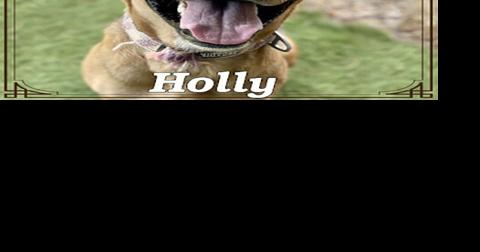 CHA Pet of the Week: Holly - Vimarsana News