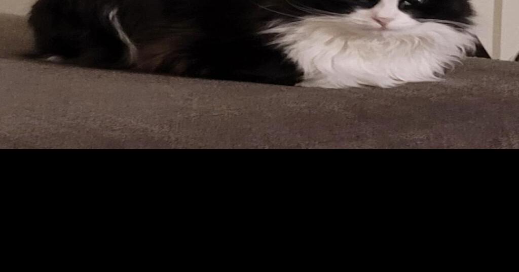 HCH Pet of the Week Aspen Pets