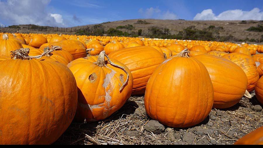 Gardening Etcetera: Let no pumpkin seed go uneaten