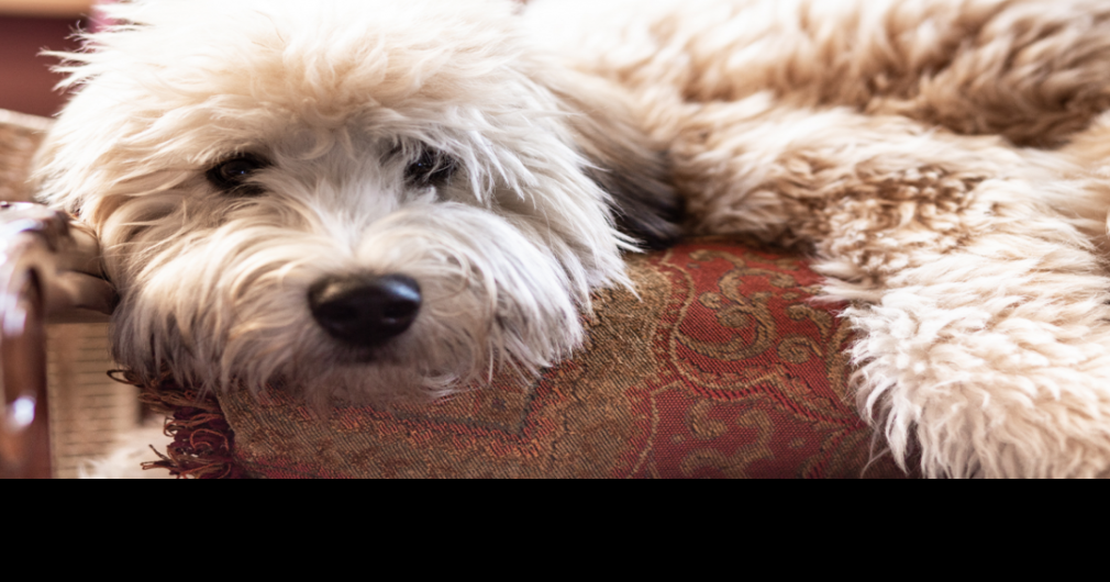 40 least obedient dog breeds sales