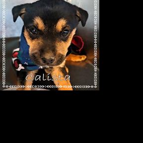 CHA Pet of the Week: Calista