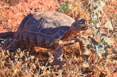 A Mojave desert tortoise