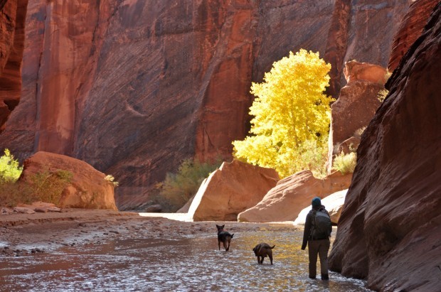 are dogs allowed in paria canyon