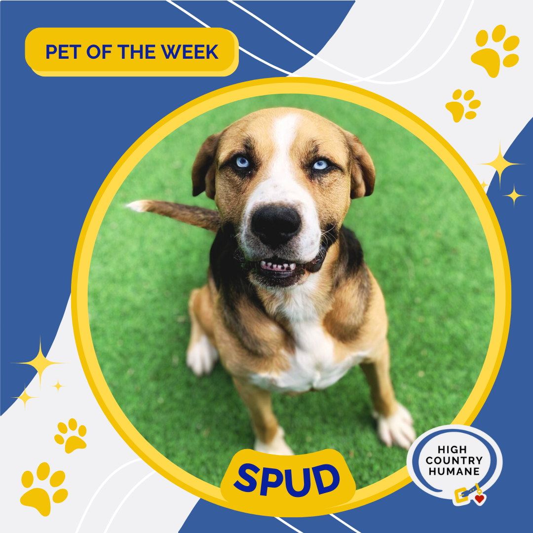 HCH Pet Of The Week: Spud | Local News | Azdailysun.com