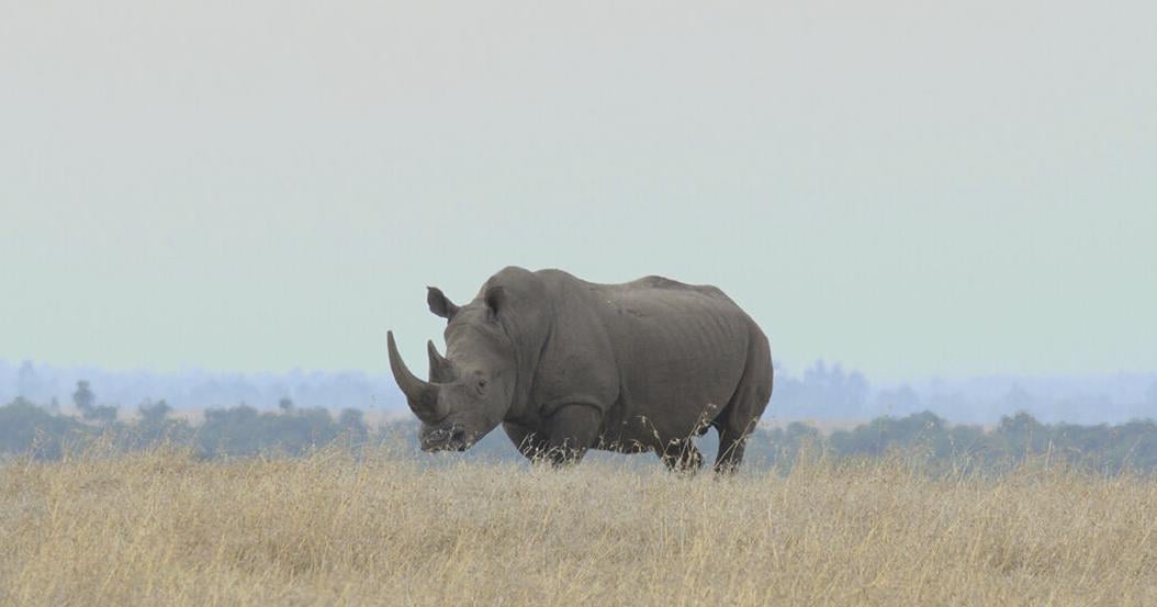 EarthTalk: Controversial dehorning becoming defense to protect rhinos from poaching