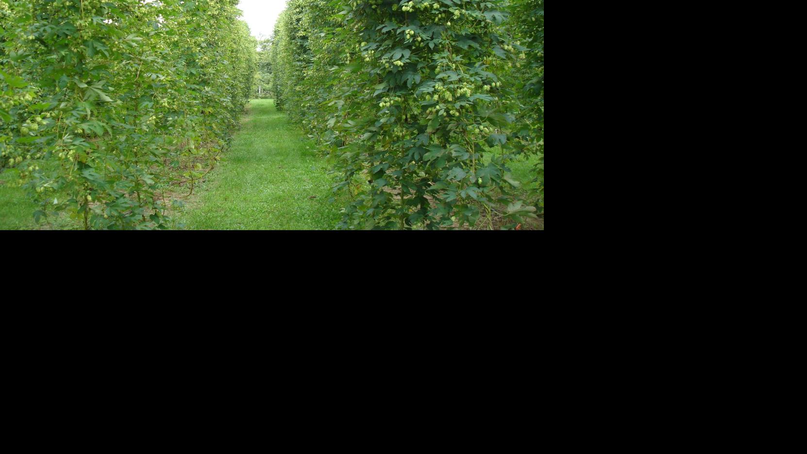 Ask the Weather Guys: How does weather affect beer making?