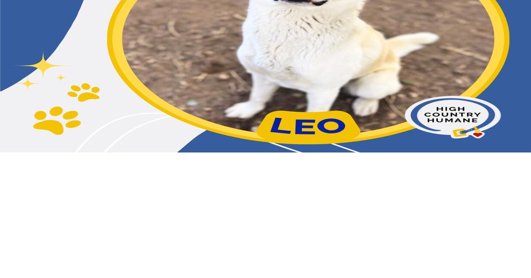 HCH Pet of the Week: Leo