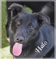 CHA Pet of the Week: Halo