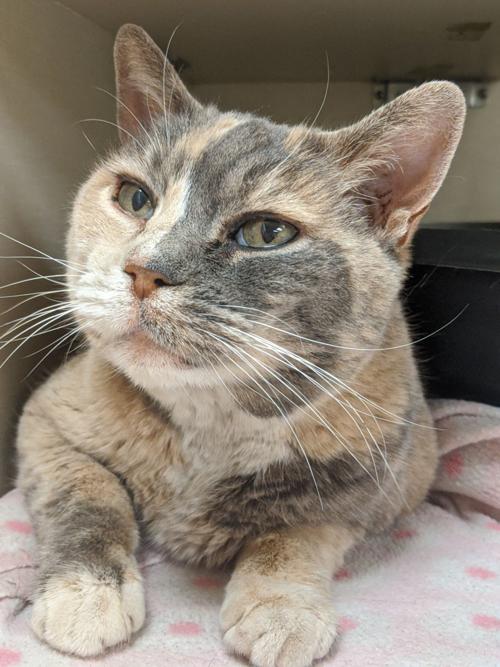 Pet Of The Week Penelope Local Azdailysun Com