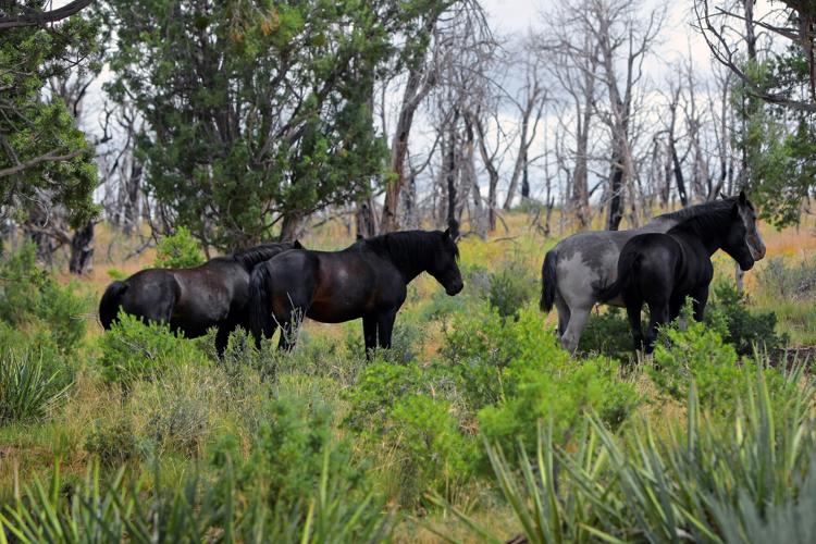 US-NEWS-ENV-COLO-WILD-HORSES-1-GET