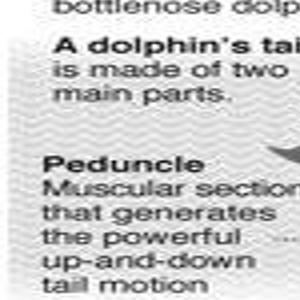 Scientists Create Prosthesis For Tailless Dolphin Health