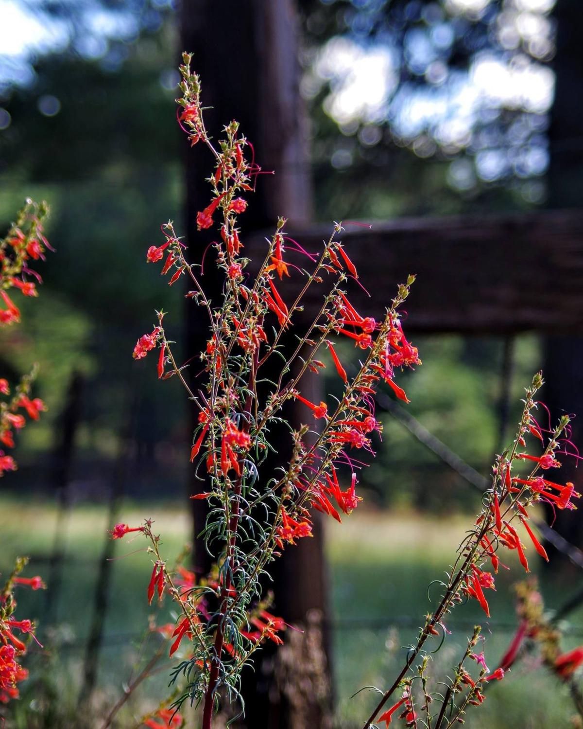 Flagstaff summer flowers blooming early Local