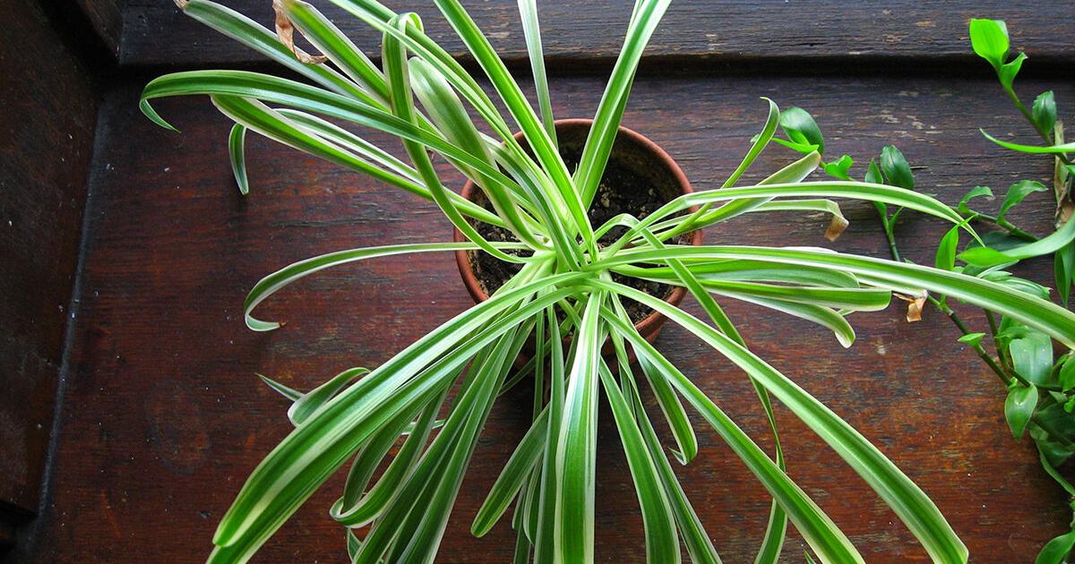 Do houseplants really improve indoor air quality? Which ones are the most effective as such? 