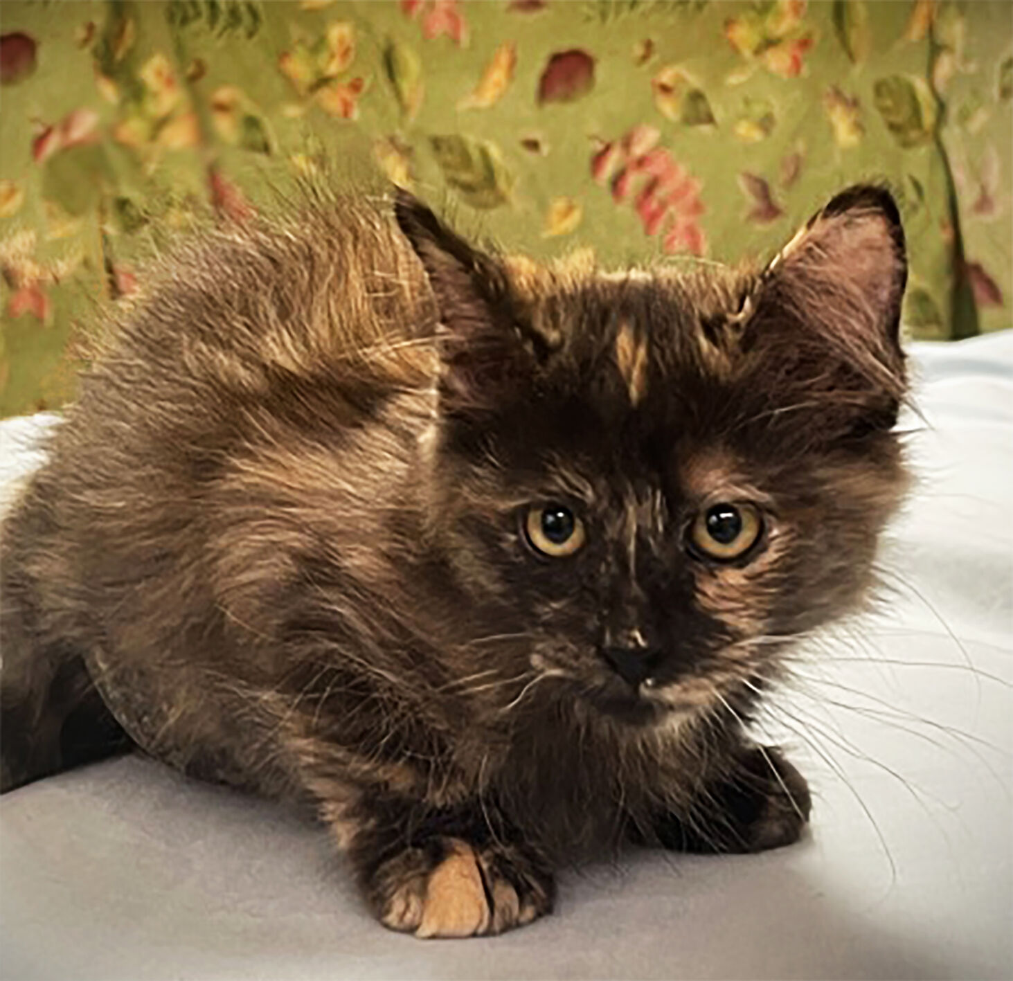 CHA Pet Of The Week: Sunny | Pets | Azdailysun.com