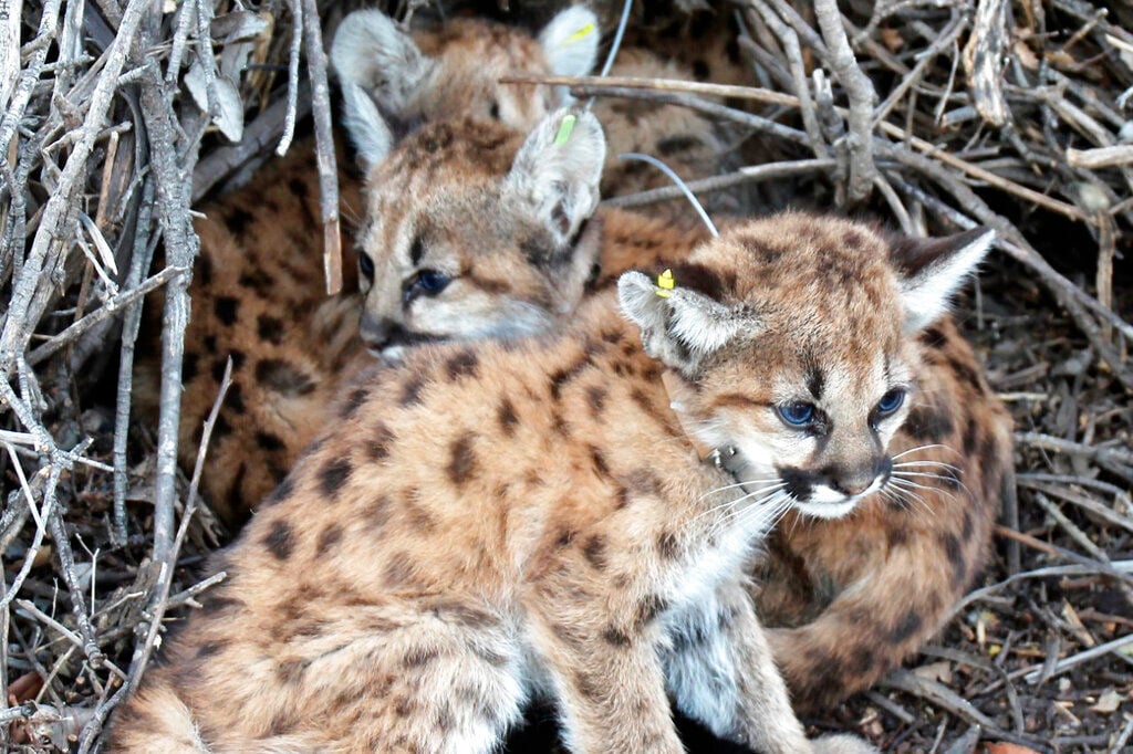 Mountain Lion Kittens