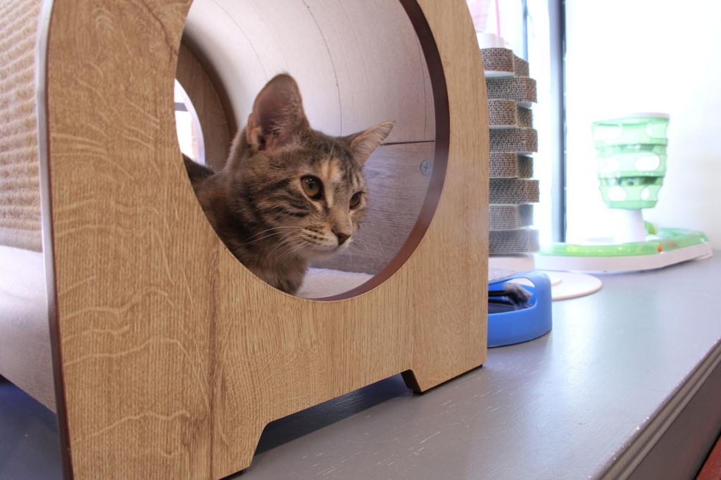 Best Of Flag Pet Boarding Kingsmark Provides Home Away From Home