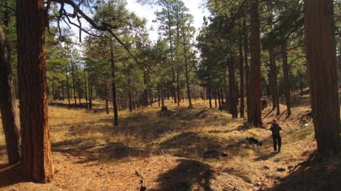 Flagstaff holds Spring Break destination; no travel necessary | Local ...