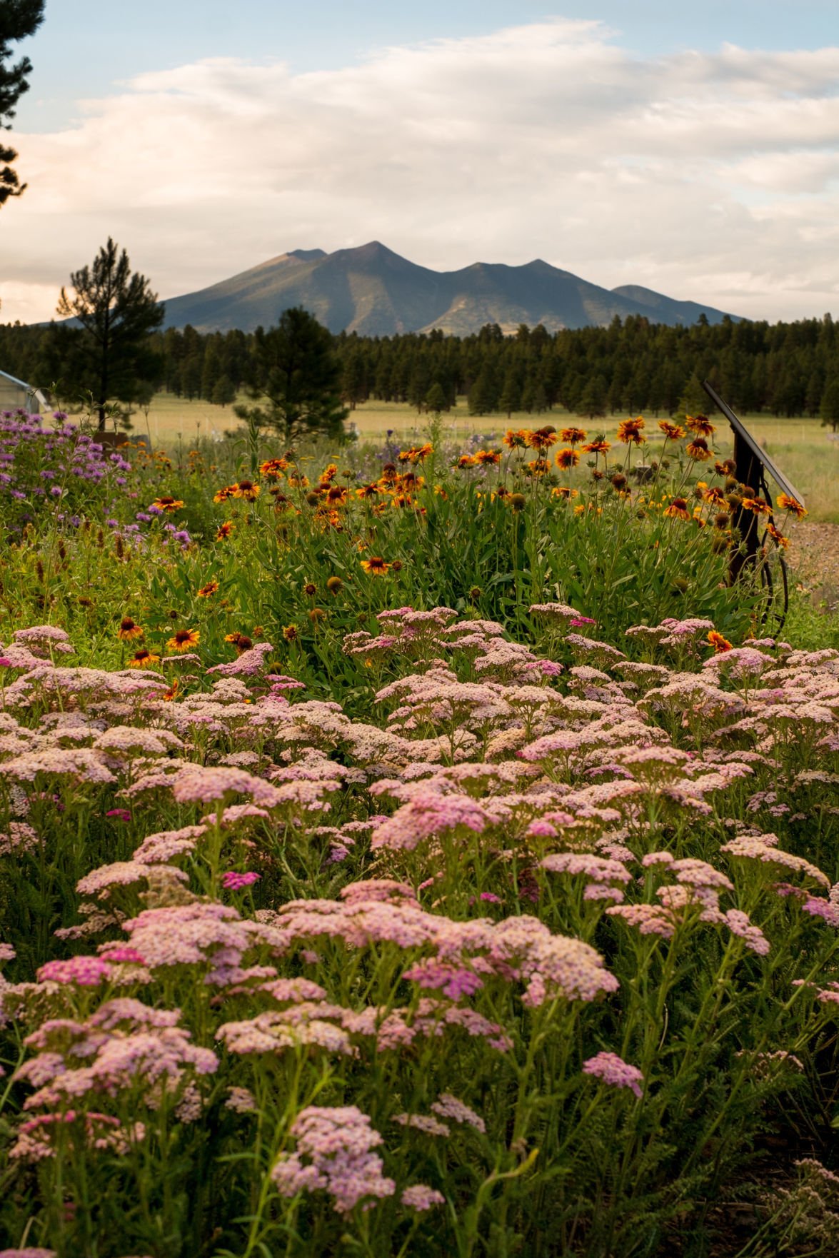 Rolling with the reopening punches The Arboretum at Flagstaff embraces