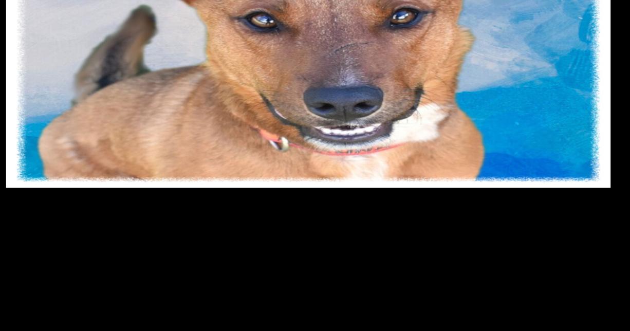 HCH Pet of the Week: Red