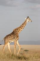 Female giraffes drove the evolution of long giraffe necks in order to feed on the most nutritious leaves, new research suggests