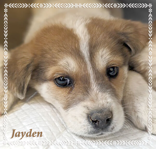 CHA Pet of the Week Jayden Local News azdailysun