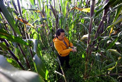 Mexico Corn