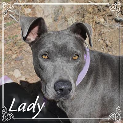 Lady