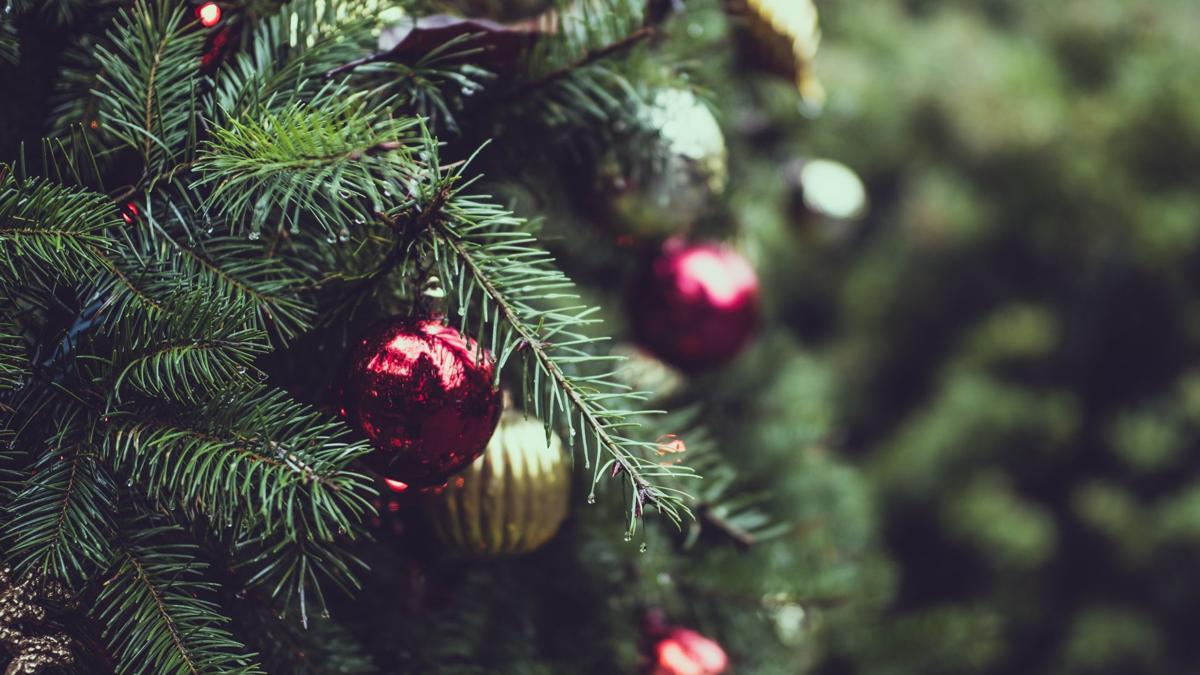 5 tips for picking the perfect Christmas tree Home and Garden