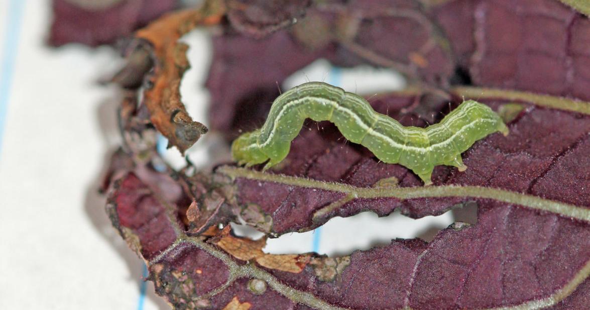 Gardening Etcetera: Inchworms can be pesky little buggers | Local News ...