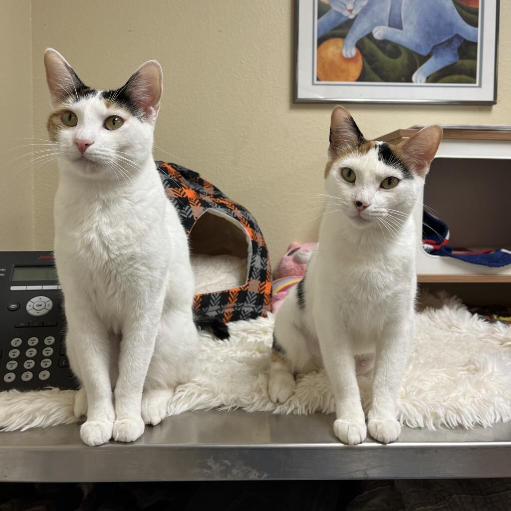 HCH Pet Of The Week: Sailor And Sage | Pets | Azdailysun.com