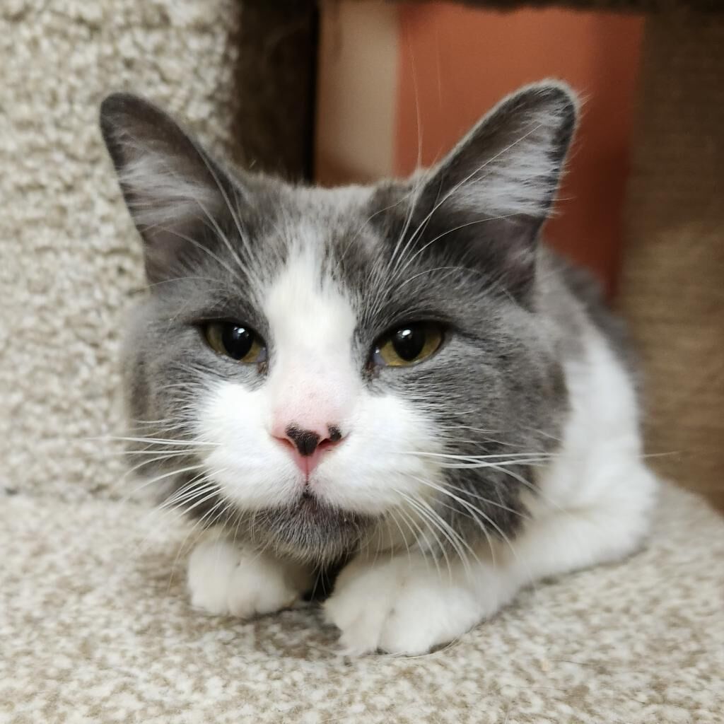 Pet Of The Week: Buttons | Pets | Azdailysun.com