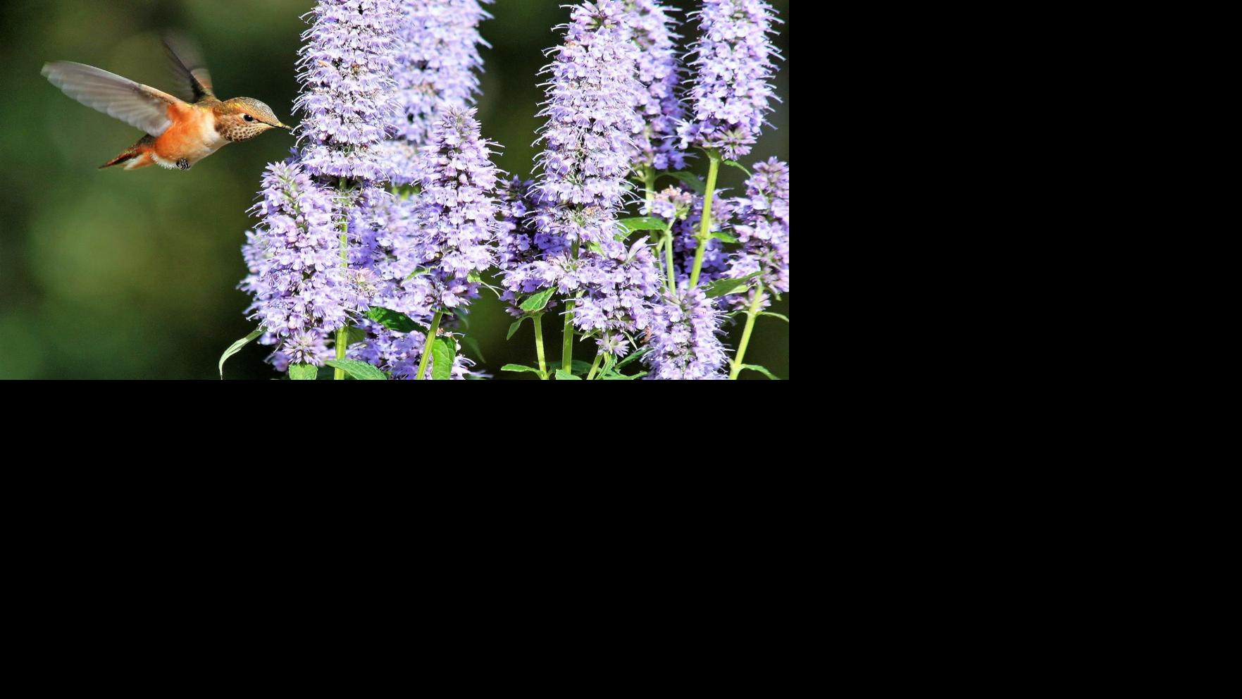 Pennyweight pugilists: Hummingbirds flock to Flagstaff feeders in droves