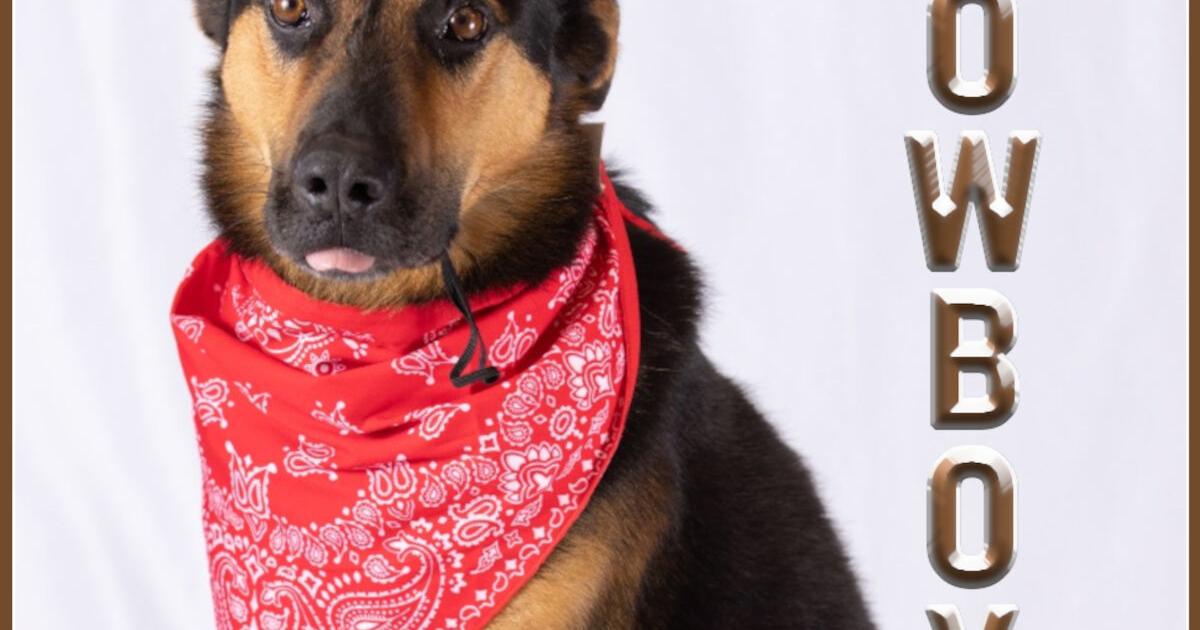 HCH Pet of the Week: Cowboy