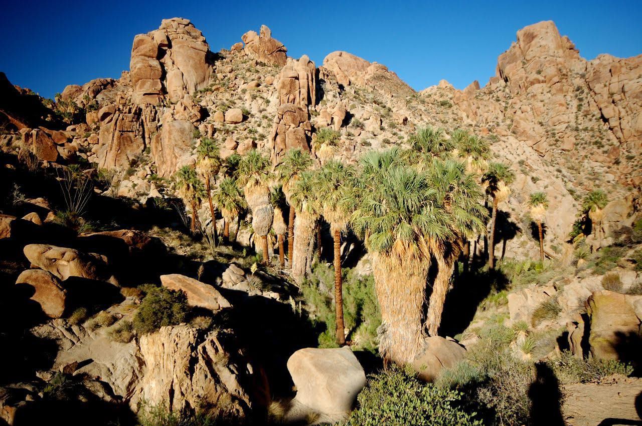 Ask a Ranger Joshua Tree a mix of landscapes history