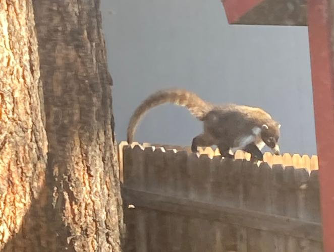 pet coatimundi